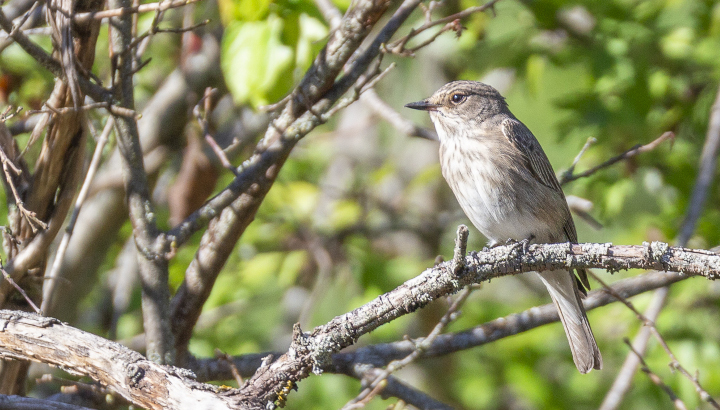 Balade nature dans le bois de la Bastière